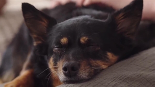 چرا سگ ها می لرزند ؟ تفاوت لرزیدن و تشنج در سگ ها