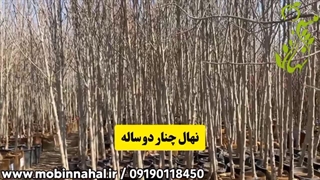 خرید نهال چنار دو ساله