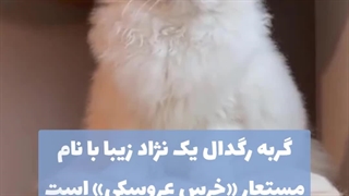 معرفی گربه رگدال