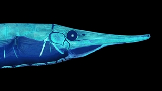 تصاویر خارق العاده از اسکن 13,000 جانور که در موزه ها نگهداری می‌شوند