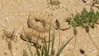 ایران صادر کننده برتر پادزهر به عراق