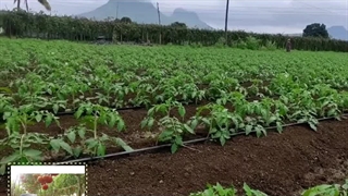 نوار آبیاری قطره ای