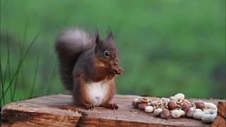 لحظات دیدنی غذل خوردن سنجاب قرمز