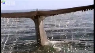 Dunyanin en buyuk canlis