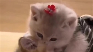 وقتی با گربه کوچولوم تنهام