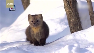 سمور وحشی در برف در شمال شرقی چین