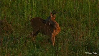 گوزن در روشنایی طلوع صبح