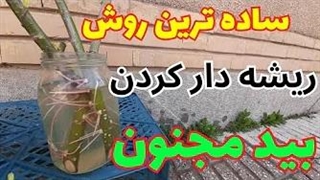 آموزش تکثیر بید مجنون _ آسان ترین روش ریشه دار کردن بید مجنون