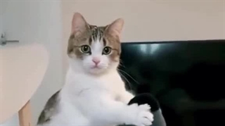 بعد میگن چرا گربه دوست داری