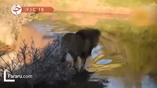 شیر