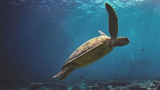 عجایب هفتگانه صوتی دنیا - زمزمه های صخره ی مرجانی دریای سولو