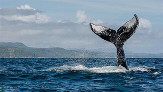 عجایب هفتگانه صوتی دنیا - آواز نهنگ های گوژپشت دریای کارائیب