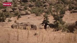 دانلود سریال ماورا قسمت 8 با دوبله فارسی خواجه احمد یسوی Mavera: Hace Ahmed Yesevi