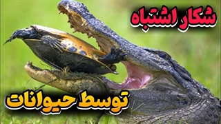 وقتی حیوانات طعمه اشتباه شکار میکنند چه بلایی سرشون میاد!!!!