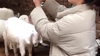 نمونه تصویر دوربین لامپی وای فای آیمو | دیجی رانو