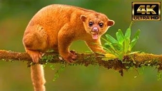 صداهای آرامش بخش حیوانات