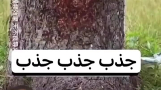 احسان میرزاد .. قانون جذب