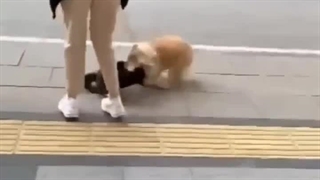 دعوای ناموسی که میگن اینه