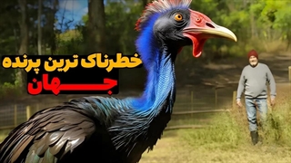 کاسواری یا شتر مرغ شاخدار،مرگبارترین پرنده جهان