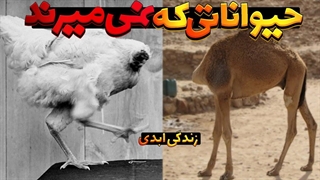 حیواناتی که از مرگ عبور میکنند | این حیوانات بدون سر هم تسلیم مرگ نمیشن