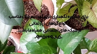 بهترین زمان تعویض خاک گلدون کوددهی آبیاری هرس کردن گرد وغبار تهویه هوا باز کردن پنجره رشد آمینو اسید ضدتنش تمیزکردن برگ فصل بهار