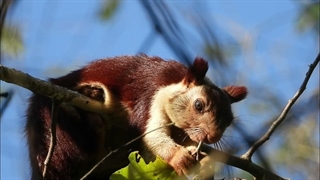 سنجاب غول پیکر مالابار