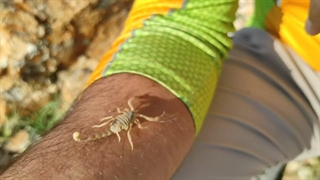 عقرب گزیدگی و نکات ایمنی برای پیشگیری از گزش عقرب