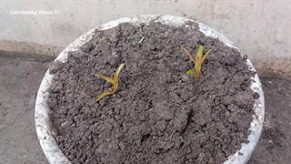  چینی ها چگونه حبه انگور را به درخت انگور تبدیل می کنند؟+(فیلم)