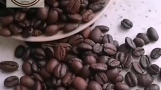 دان قهوه ی عربیکای اتیوپی