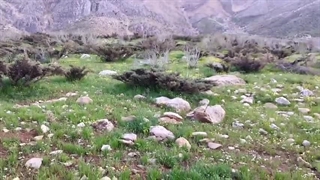 دشت سرنجه