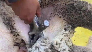 آموزش ماشین پشم چین برقی