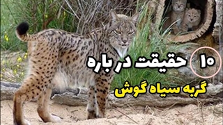 ۱۰ حقیقت در باره گربه سیاه گوش
