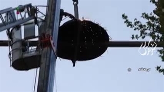 رعایت حقوق حیوانات در کرمانشاه - خانواده لک لک ها