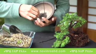 هرس کردن درخت کاج و ساخت بونسای