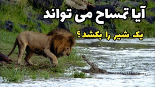 آیا تمساح می تواند شیر را بکشد ؟ | نبرد خونین شیر و تمساح