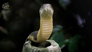 حقایق شگفت انگیز درباره شاه کبرا، کشنده ترین مار زمین