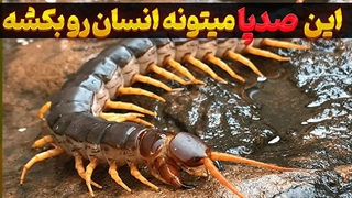 خطرناک ترین حشرات جهان: صدپا | مرگبارترین صدپاهای جهان را بشناسید