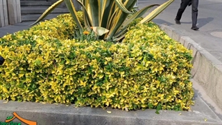 کاشت و نگهداری گل و گیاه