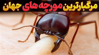 مورچه قاتل: خطرناک ترین مورچه های مرگبار و سمی جهان