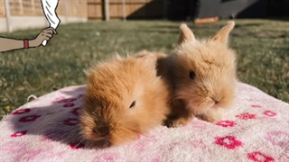 آموزش حمام کردن خرگوش قدم به قدم