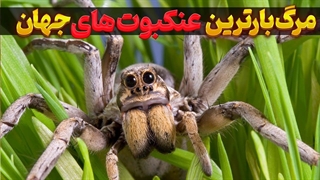 خطرناک ترین عنکبوت جهان | عنکبوت های خطرناک که باعث مرگ شما می شوند!