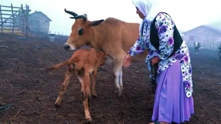 جنگ بر سر دوشیدن گاو