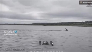 تمساح توربو رو روشن می‌کنه.