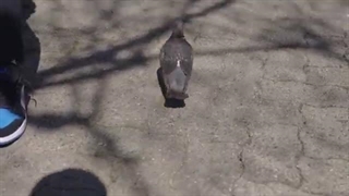 کادوی تولد ایمان!| کومان |کوروش میا ایمان