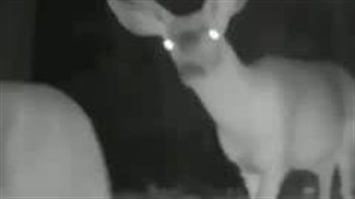 حقیقت تلخ برای مستند سازان