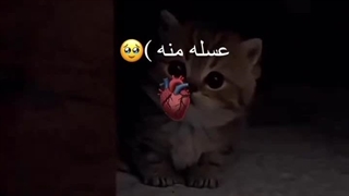 ویدئو کیوت و بامزه از گربه