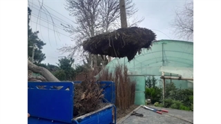 خرید درخت زینتی چند ساله