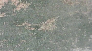 خرید کاغذ دیواری پتینه از آلبوم کاغذ دیواری COLORSET