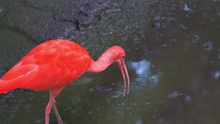 پرندگان زیبا با رنگ خیره کننده