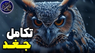 حقایق و رازهایی از تکامل جغد، پرنده شب زی